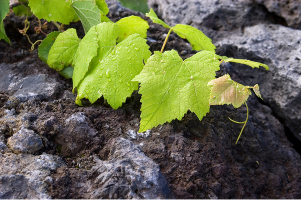 obr. - lavove vinice (Atlantic Wines)